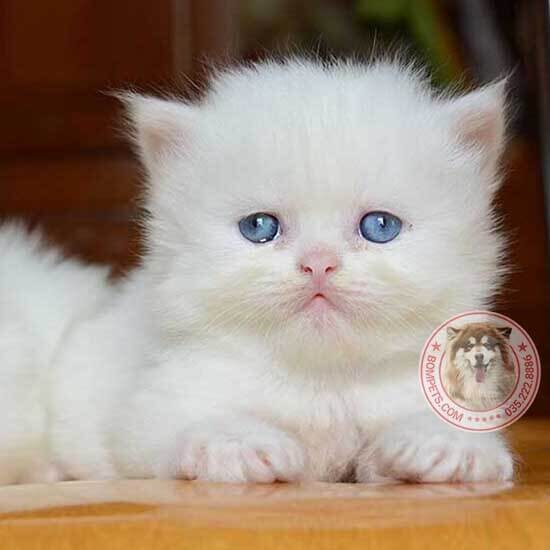 cat-anh-long-dai-1-2