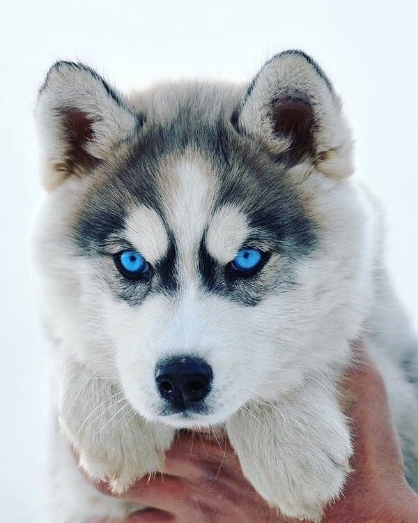 cho-husky-1-2