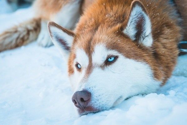 cho-husky-5