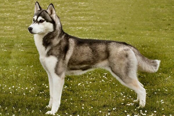 cho-husky-sibir-thuan-chung-2