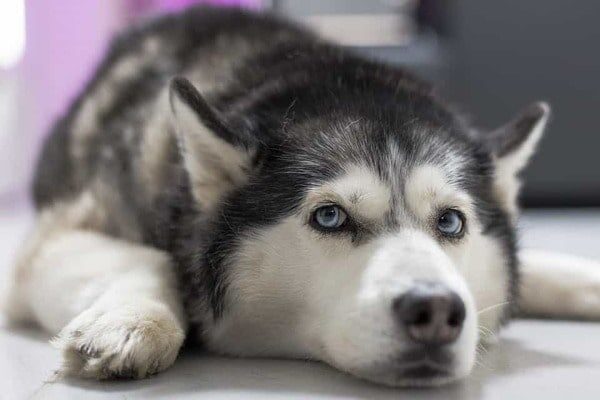 doi-mat-cho-husky-2