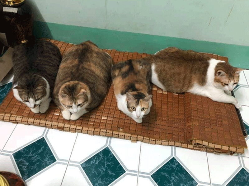 Nuôi mèo béo - Cách chăm sóc và dinh dưỡng để có mèo béo khỏe mạnh