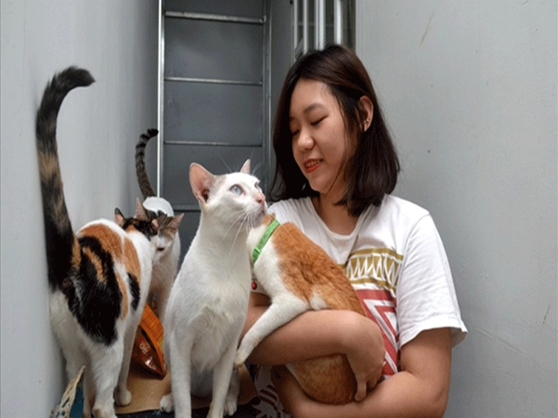 Cách nuôi mèo trong nhà hiệu quả nhất