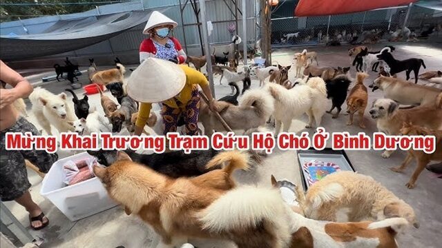 Những chú cún rất muốn nhận được tình yêu thương từ chủ