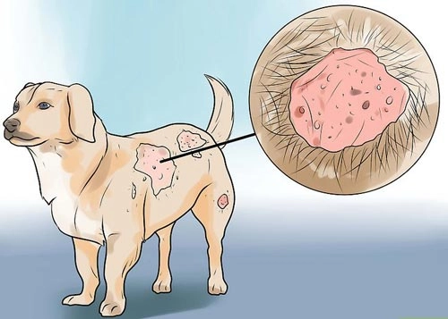 Cách trị ghẻ phỏng ở chó hiệu quả nhất