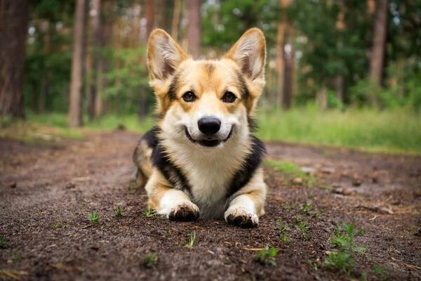 Cách chăm sóc chó Husky Corgi