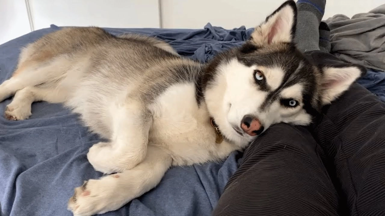 Cách nuôi và chăm sóc chó Husky Corgi