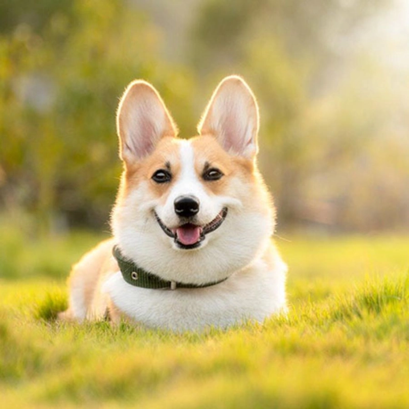 Cách chăm sóc và huấn luyện chó Corgi Chibi