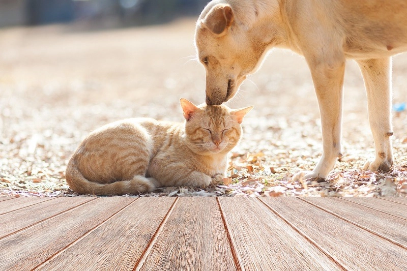 Chi phí nuôi mèo gồm những gì?
