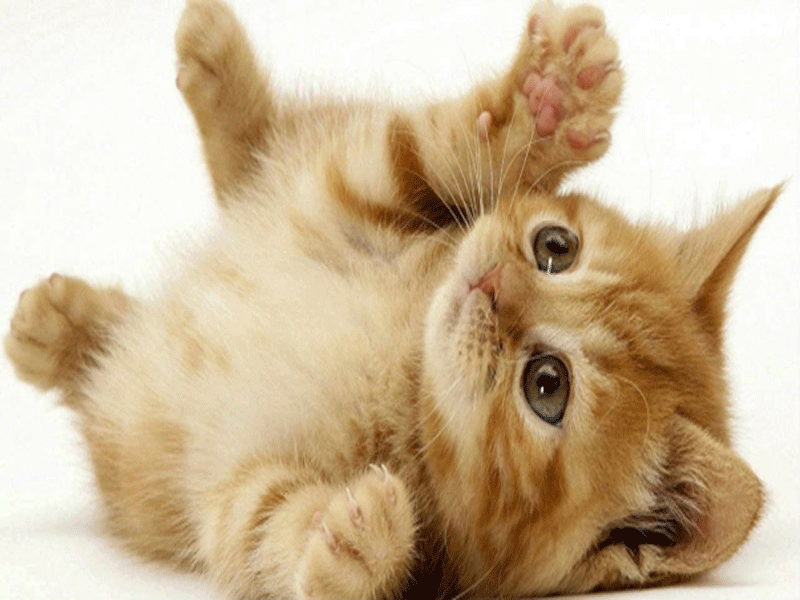 Hướng dẫn nuôi mèo và chăm sóc mèo cưng của bạn