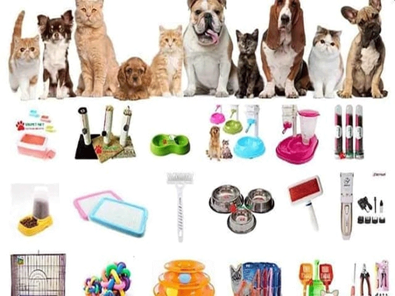 Một số dụng cụ nuôi mèo cần thiết mà bạn nên biết