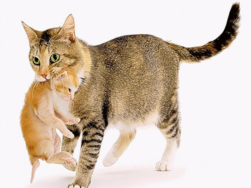 Hướng dẫn nuôi mèo và chăm sóc mèo cưng của bạn
