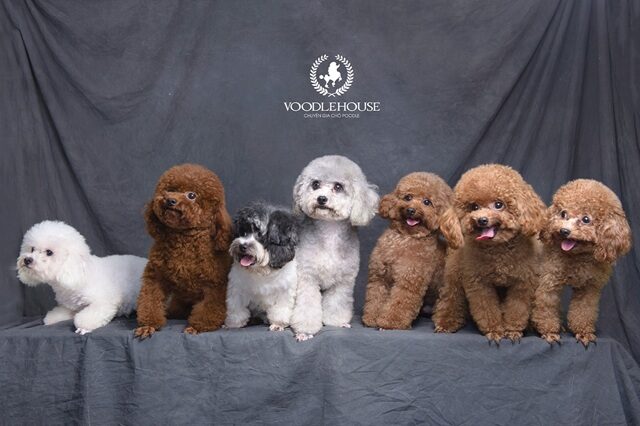 Trung tâm dạy nghề chăm sóc thú cưng - Grooming tại Voodle House